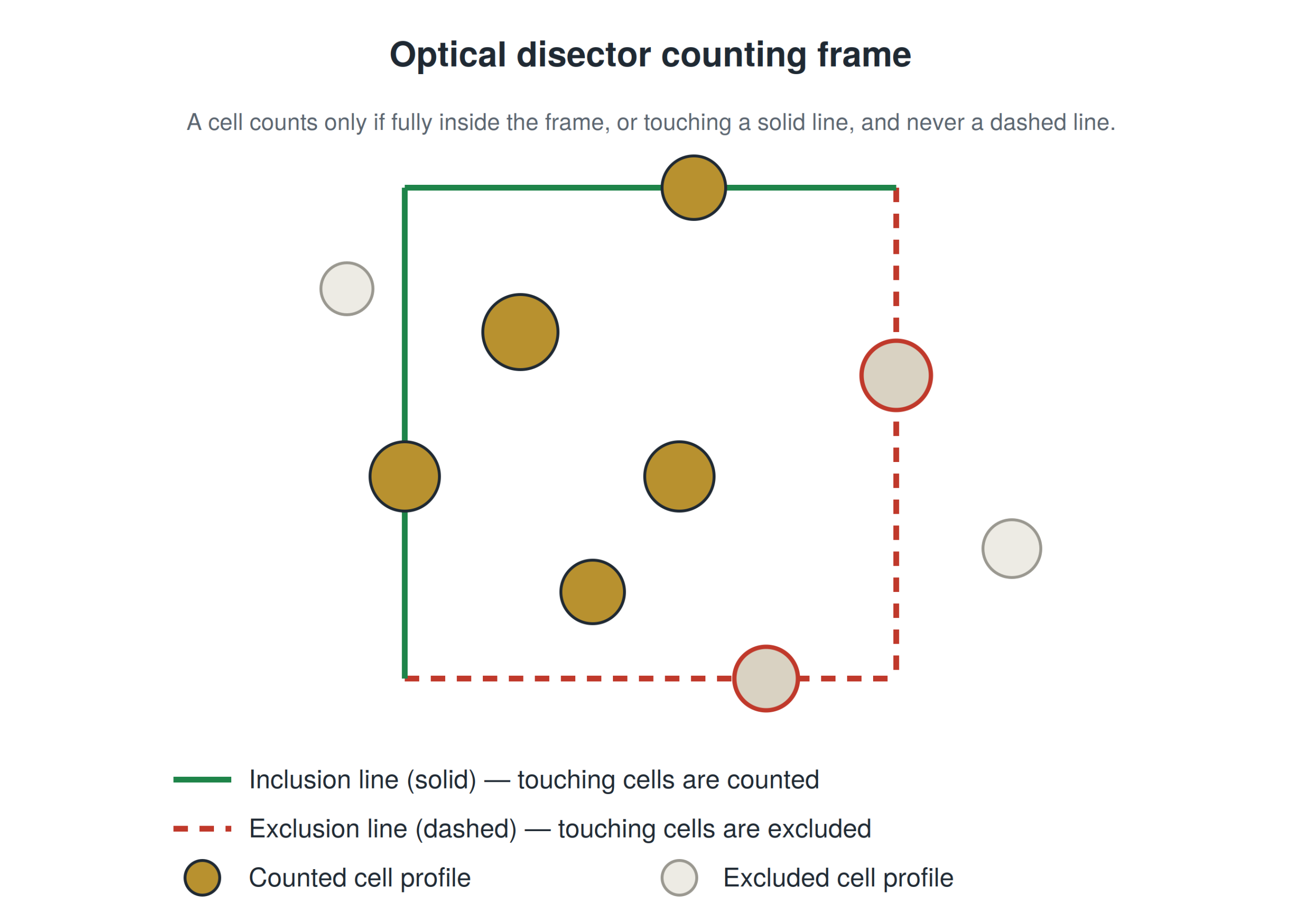 optical disector counting frame with inclusion and exclusion lines