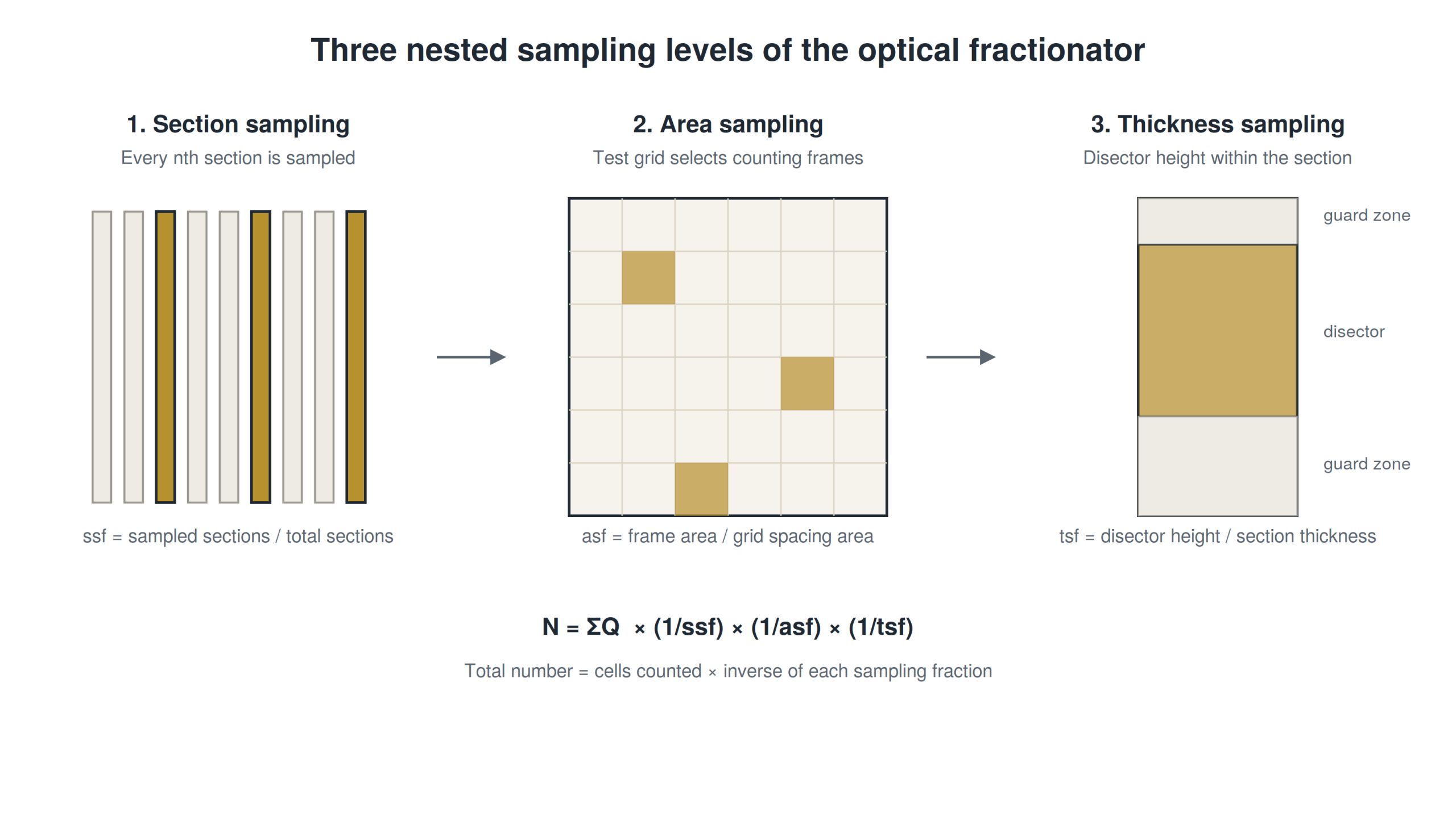 optical-fractionator-sampling-scheme